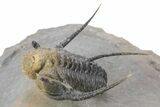 Bumpy Cyphaspis Trilobite - Natural Multi-Colored Shell #240530-1